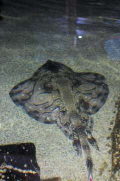 Image of Painted ray or Undulate ray