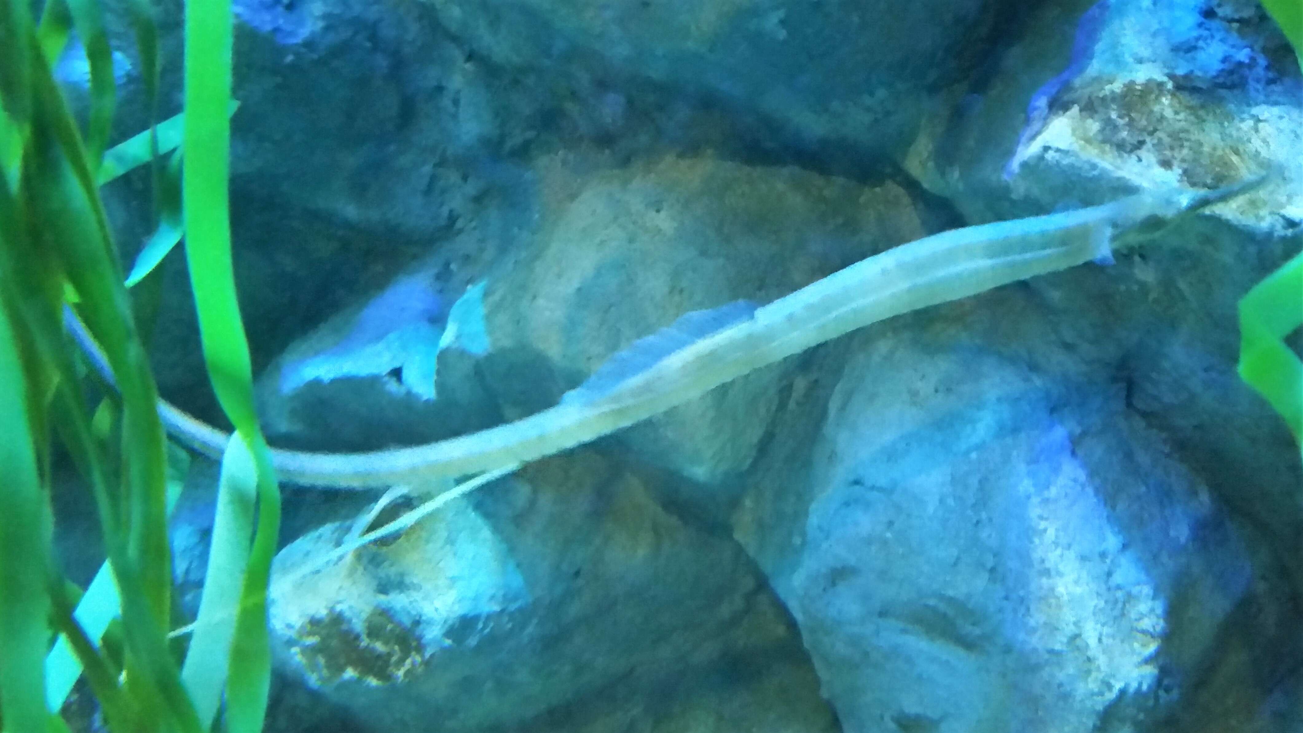 Image of Common Pipefish