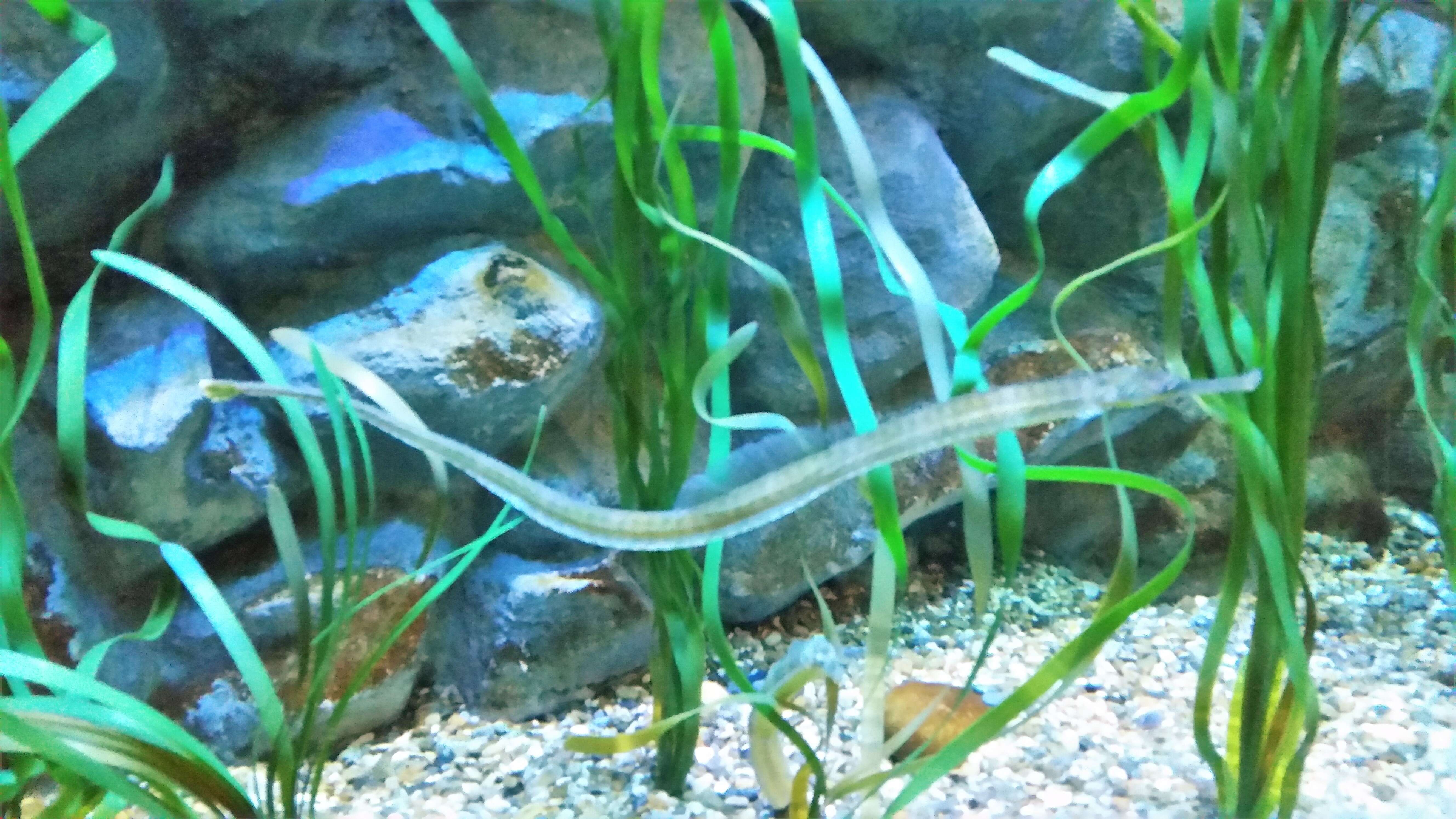 Image of Common Pipefish