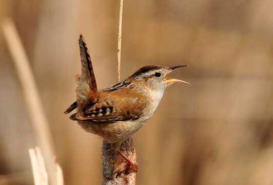 Image of Marsh Wren