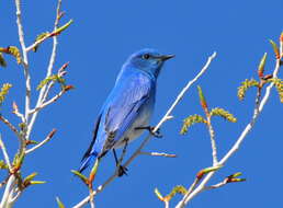 Image of Mountain Bluebird