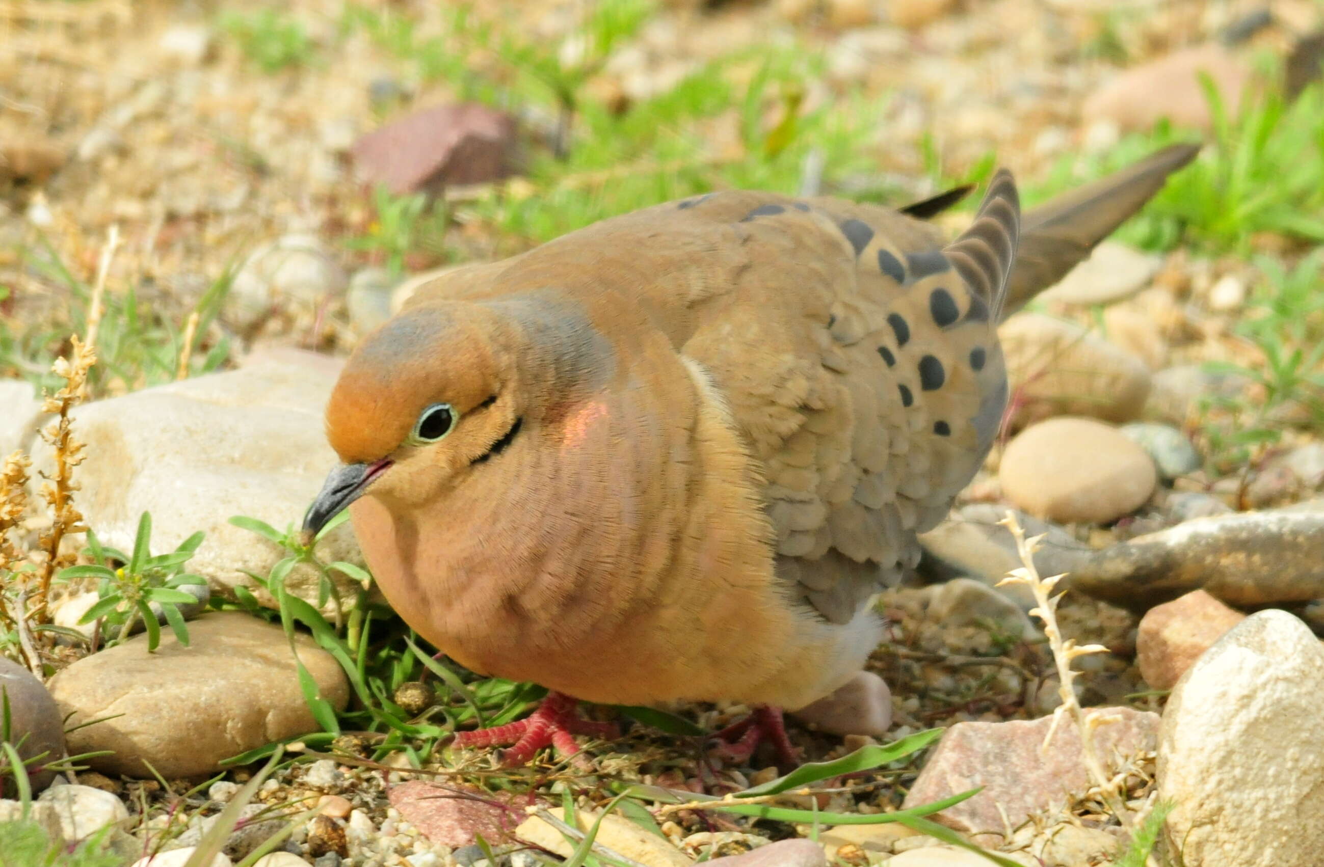 Image of American Mourning Dove