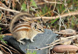 Image of Least Chipmunk