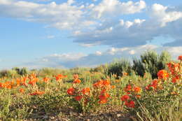 Image of scarlet globemallow