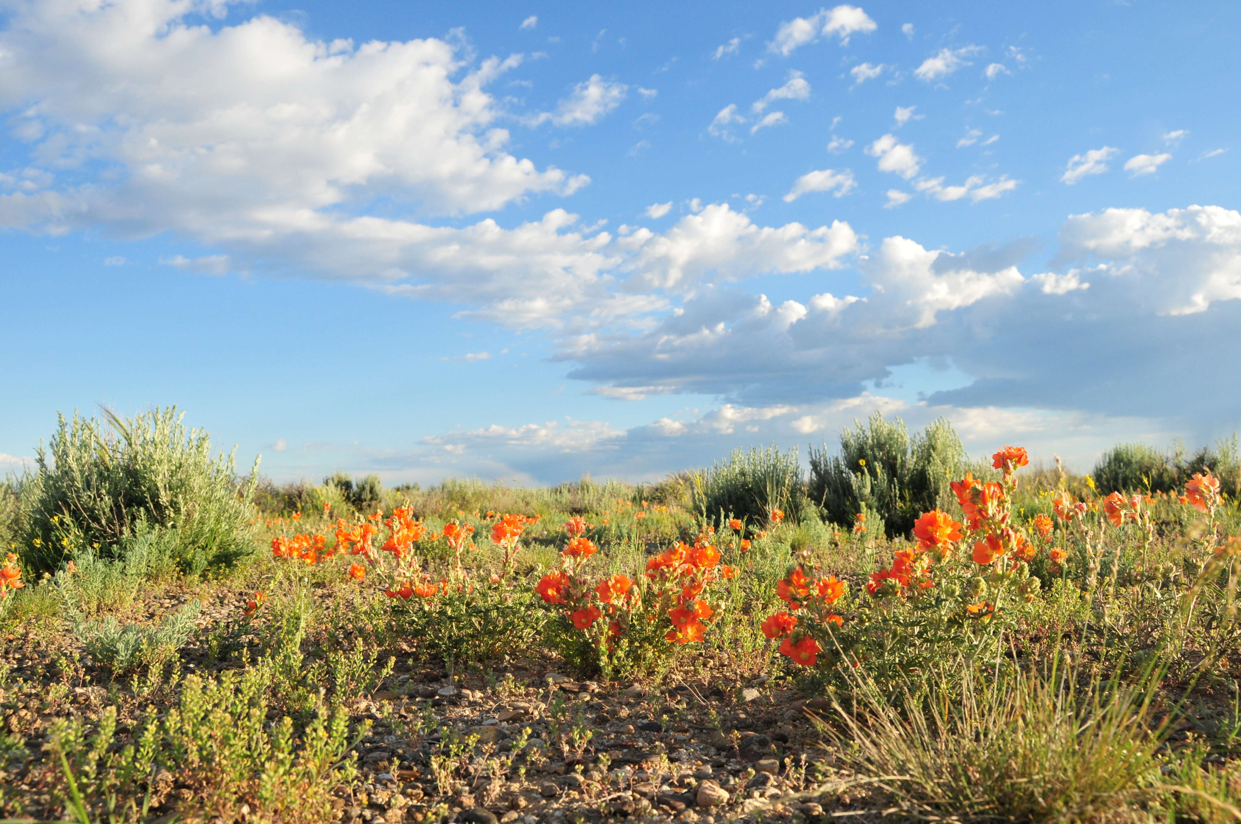 Image of scarlet globemallow