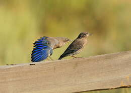 Image of Mountain Bluebird