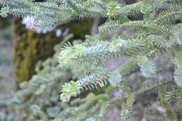 Image of Spanish Fir