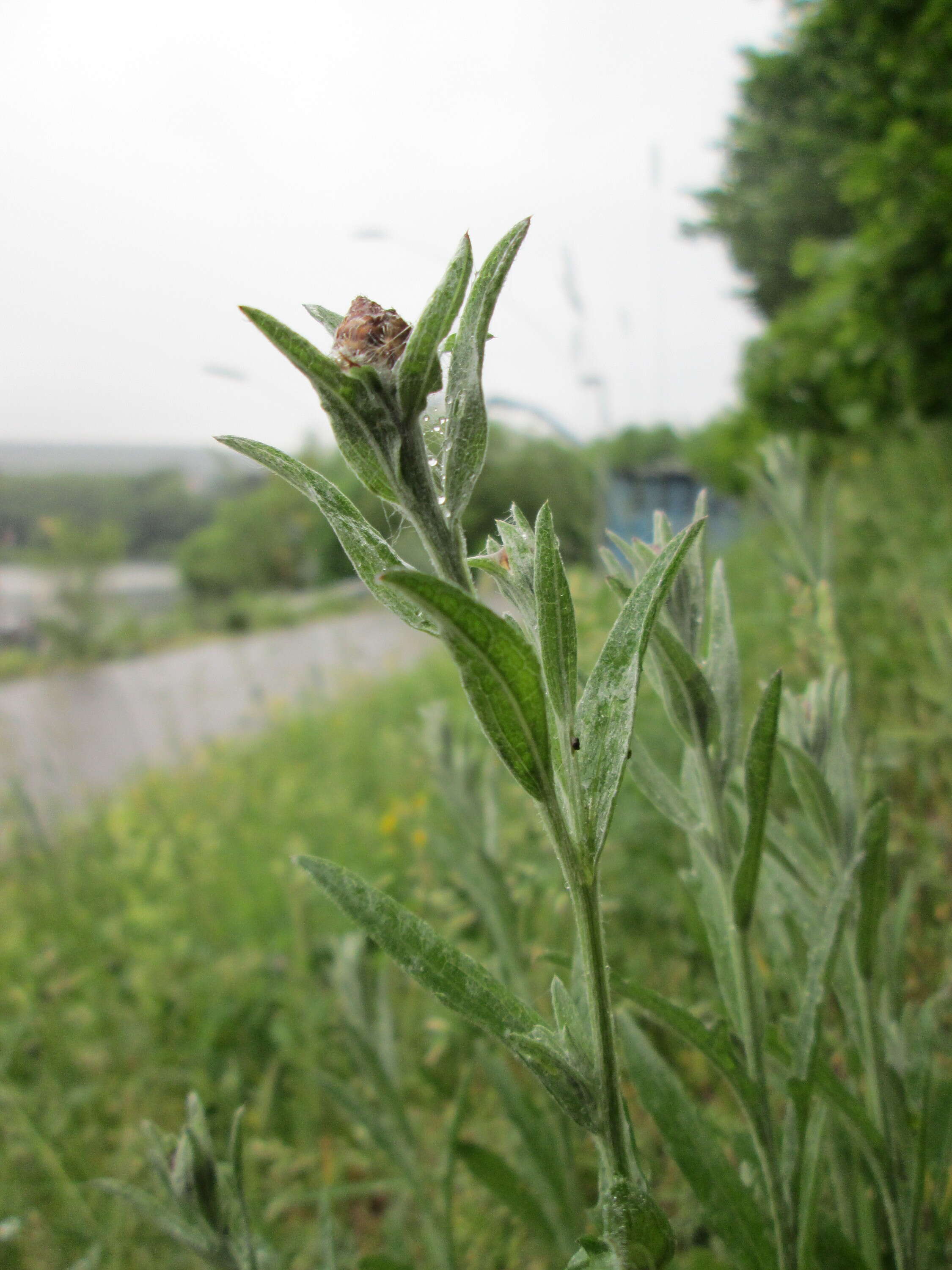 Image of brown knapweed