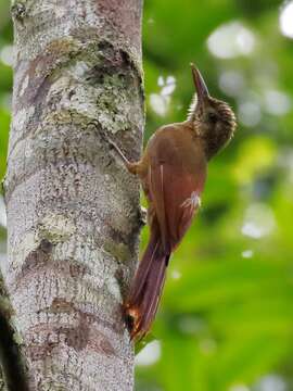 Image of Amazonian Barred Woodcreeper