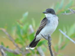 Image of Eastern Kingbird