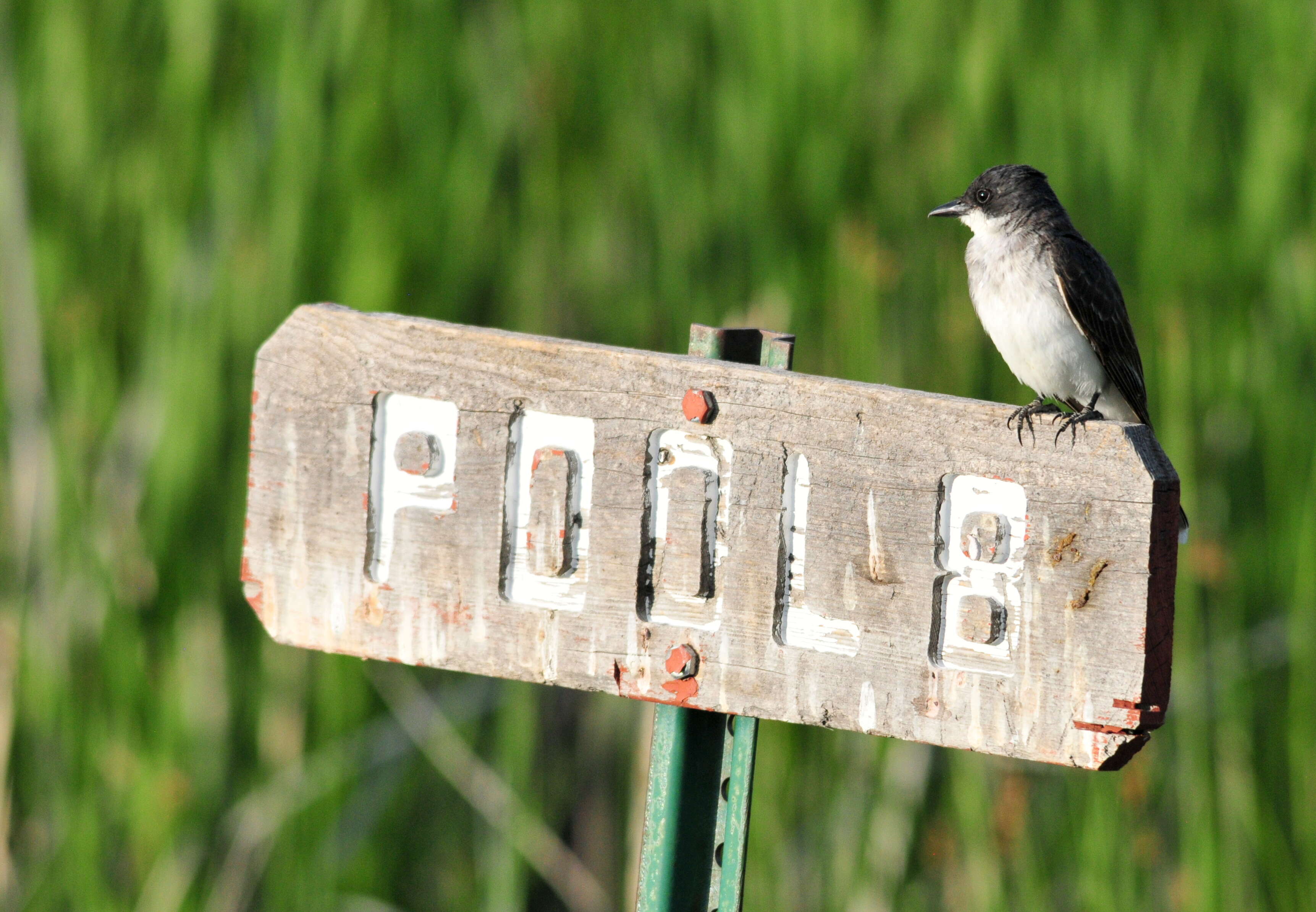 Image of Eastern Kingbird