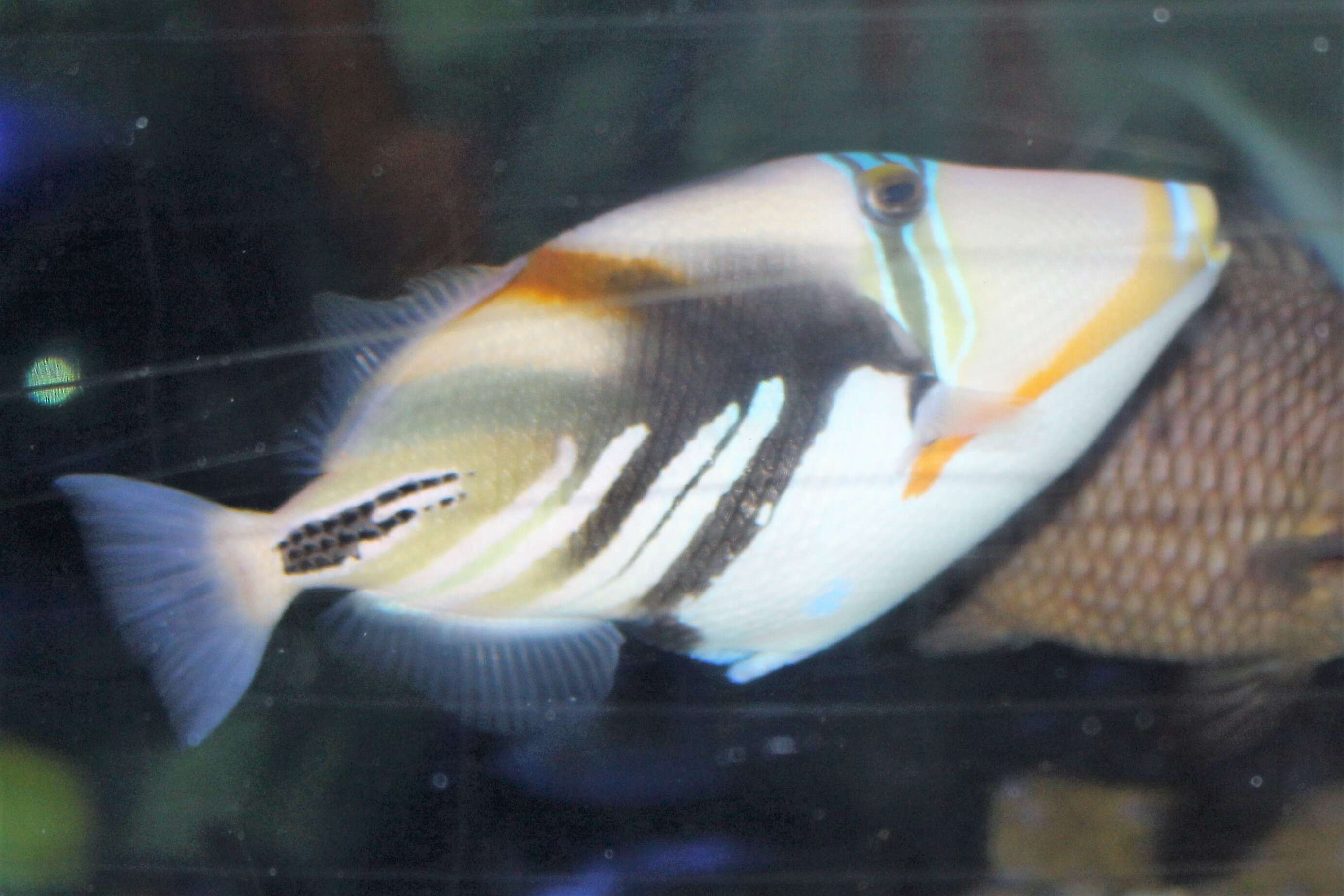 Image of Lagoon triggerfish