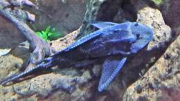 Image of Leopard pleco