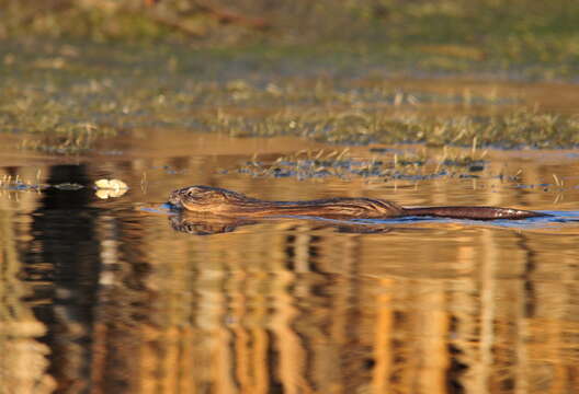 Image of muskrat