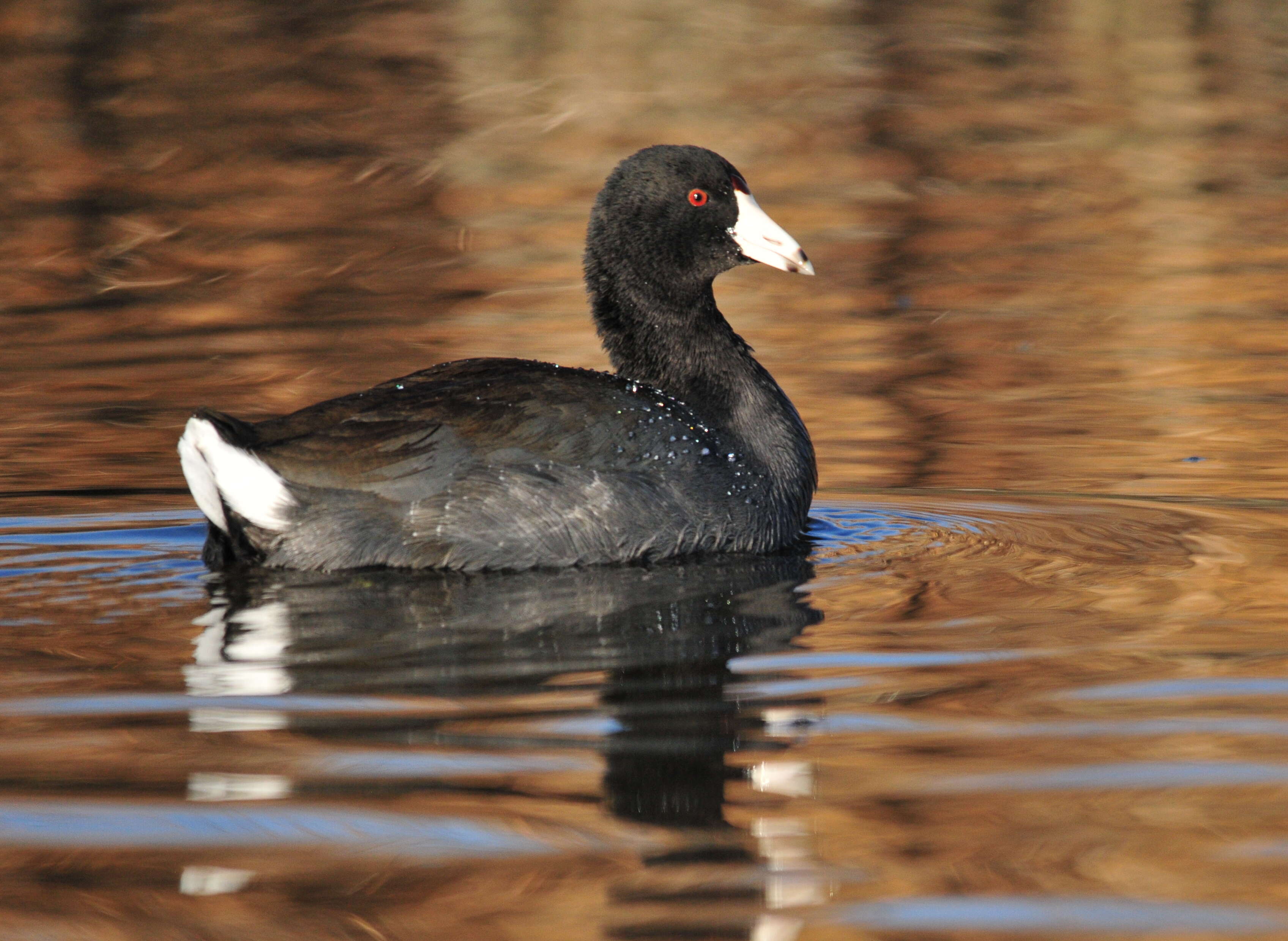 Image of Fulica Linnaeus 1758