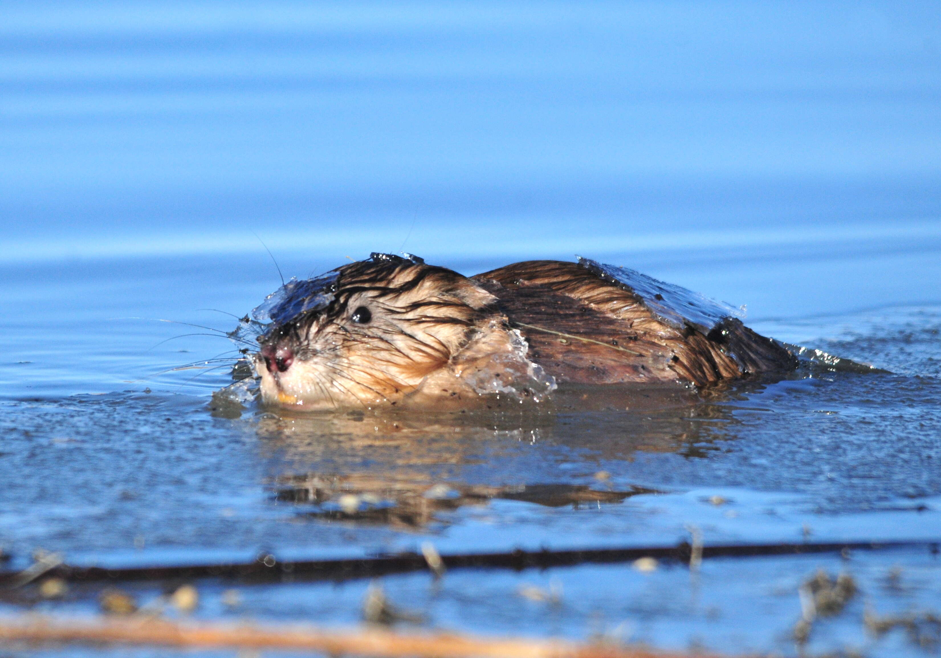 Image of muskrat