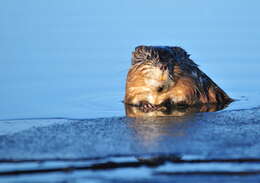 Image of muskrat