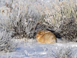 Image of Mountain Cottontail