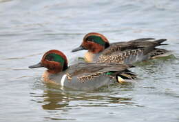 Image of Green-winged Teal