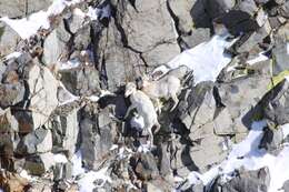 Image of Sierra Nevada bighorn sheep