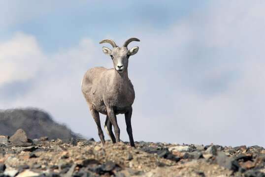 Image of Sierra Nevada bighorn sheep