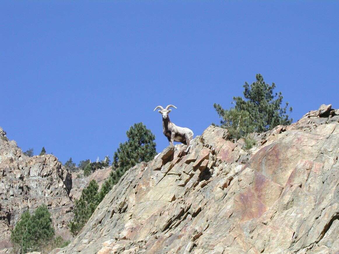 Image of Sierra Nevada bighorn sheep