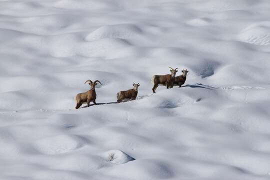 Image of Sierra Nevada bighorn sheep