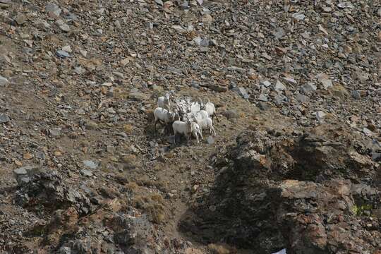 Image of Sierra Nevada bighorn sheep