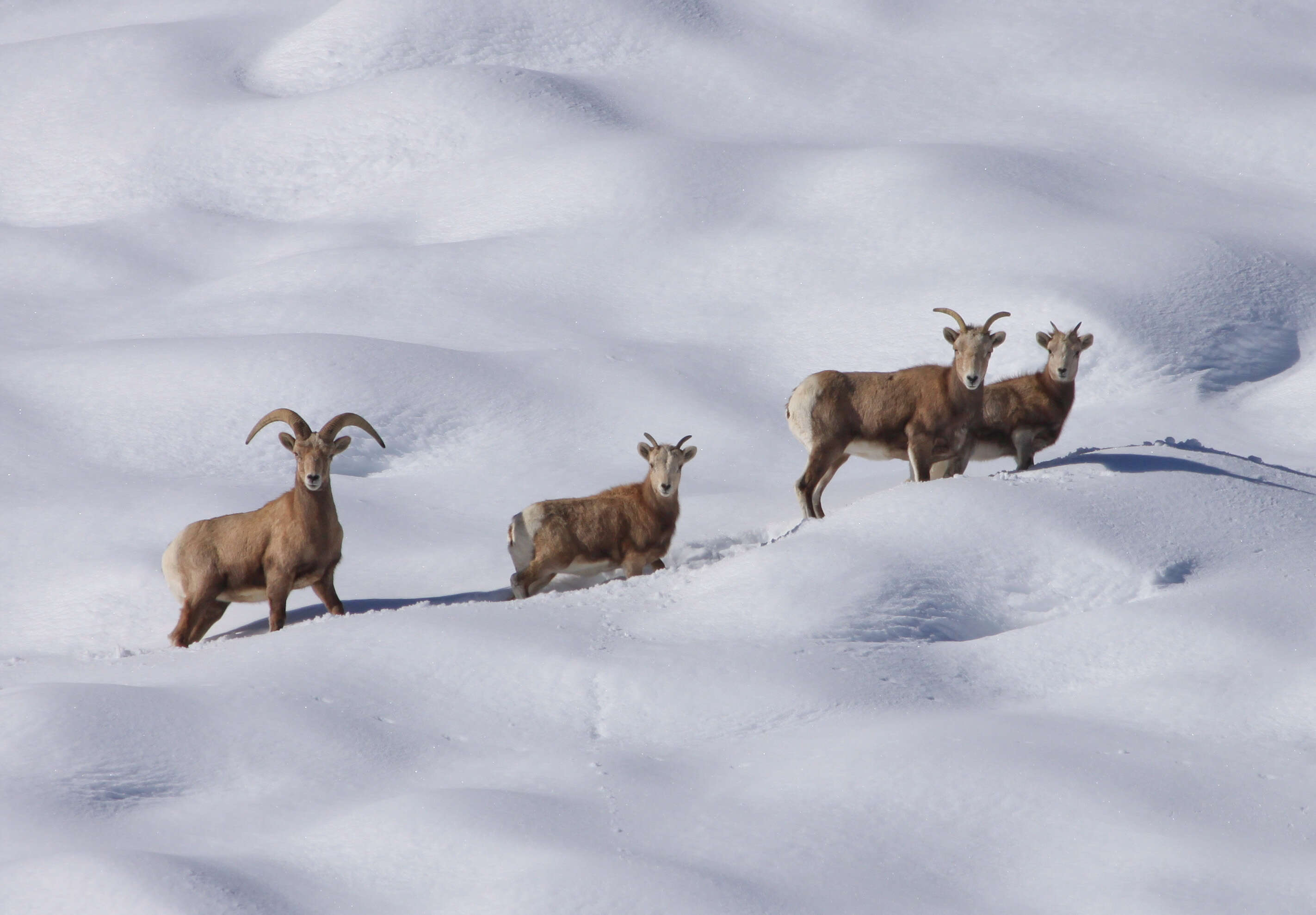 Image of Sierra Nevada bighorn sheep