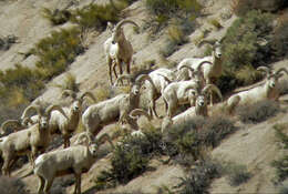 Image of Sierra Nevada bighorn sheep