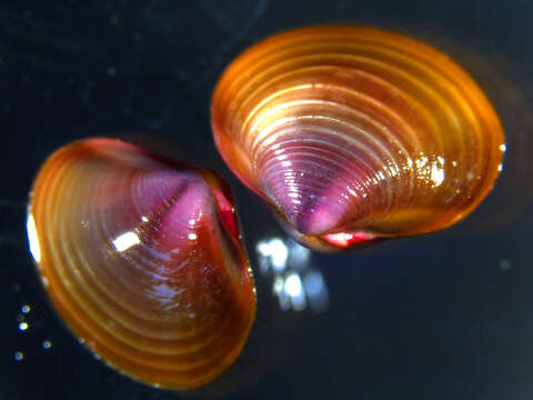 Image of Golden Freshwater Clam