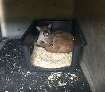 Image of Florida panther