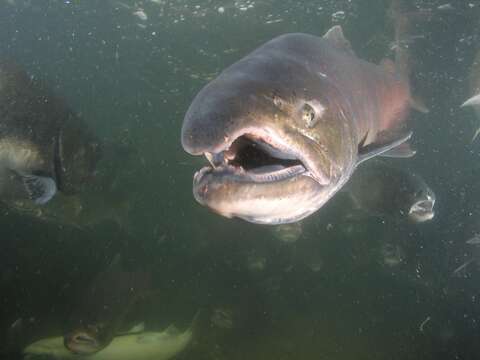 Image of Chinook Salmon