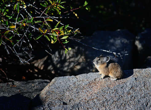 Imagem de Ochotona subgen. Pika Lacépède 1799