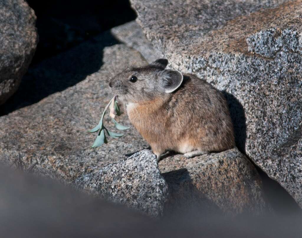 Image of Ochotona subgen. Pika Lacépède 1799