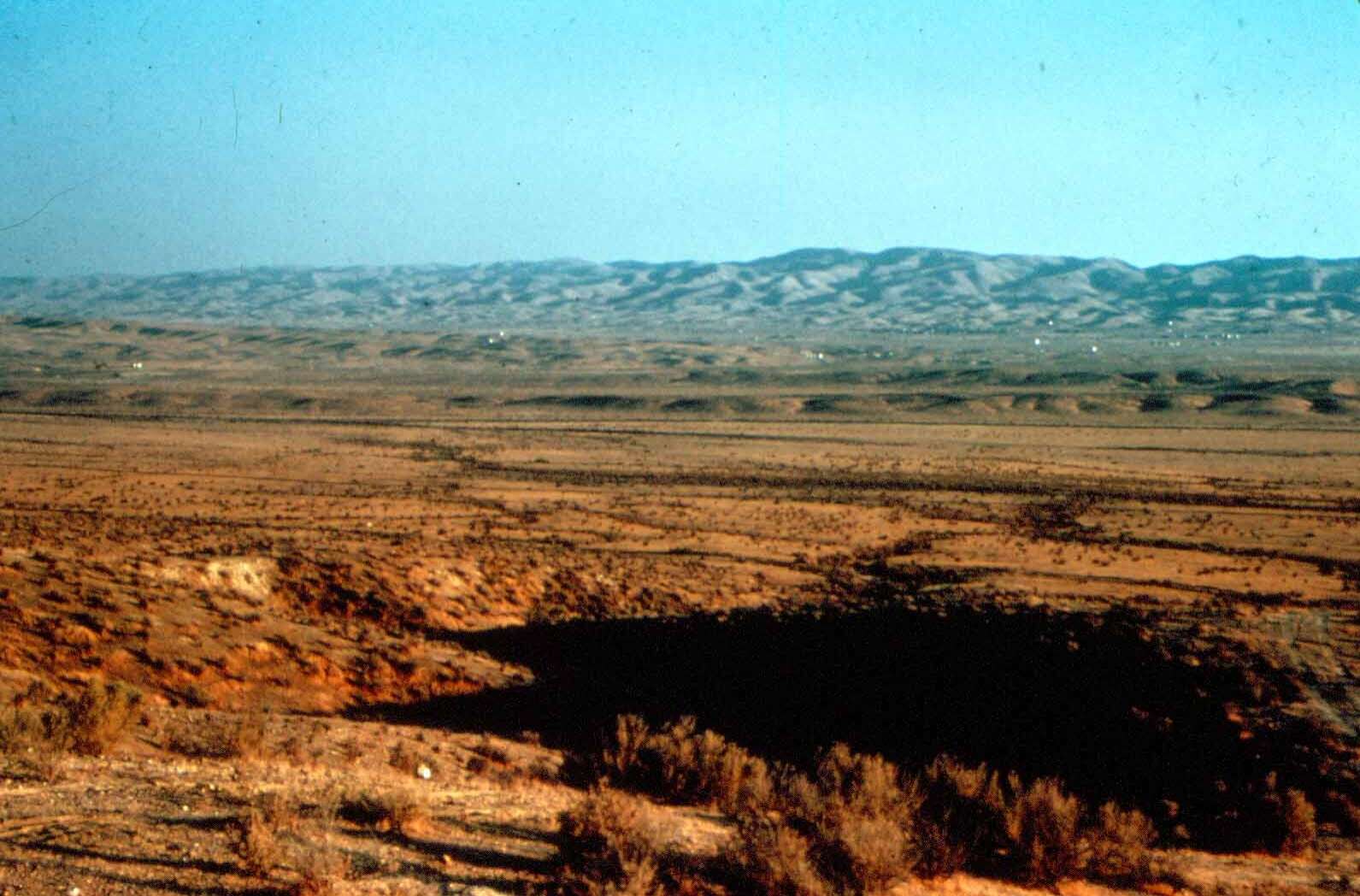 Image of Desert Fox