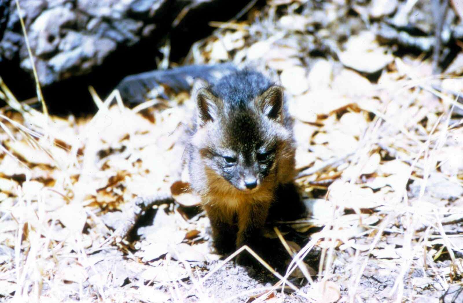 Image de Renard gris insulaire