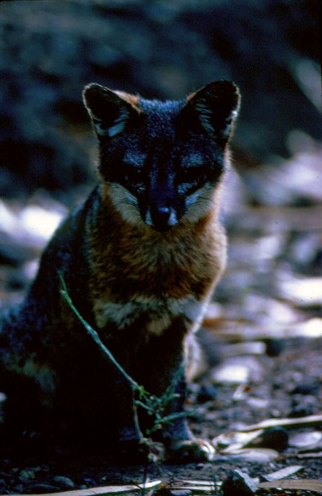 Image of California Channel Island Fox