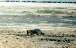 Image of California Channel Island Fox