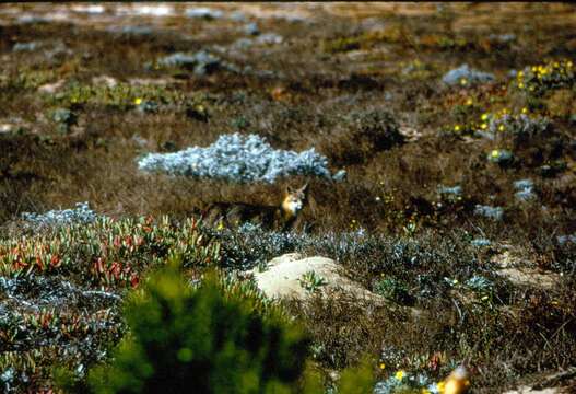 Image of California Channel Island Fox