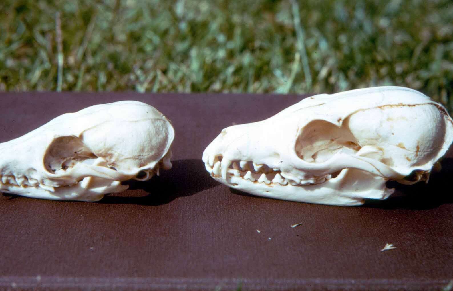 Image of California Channel Island Fox