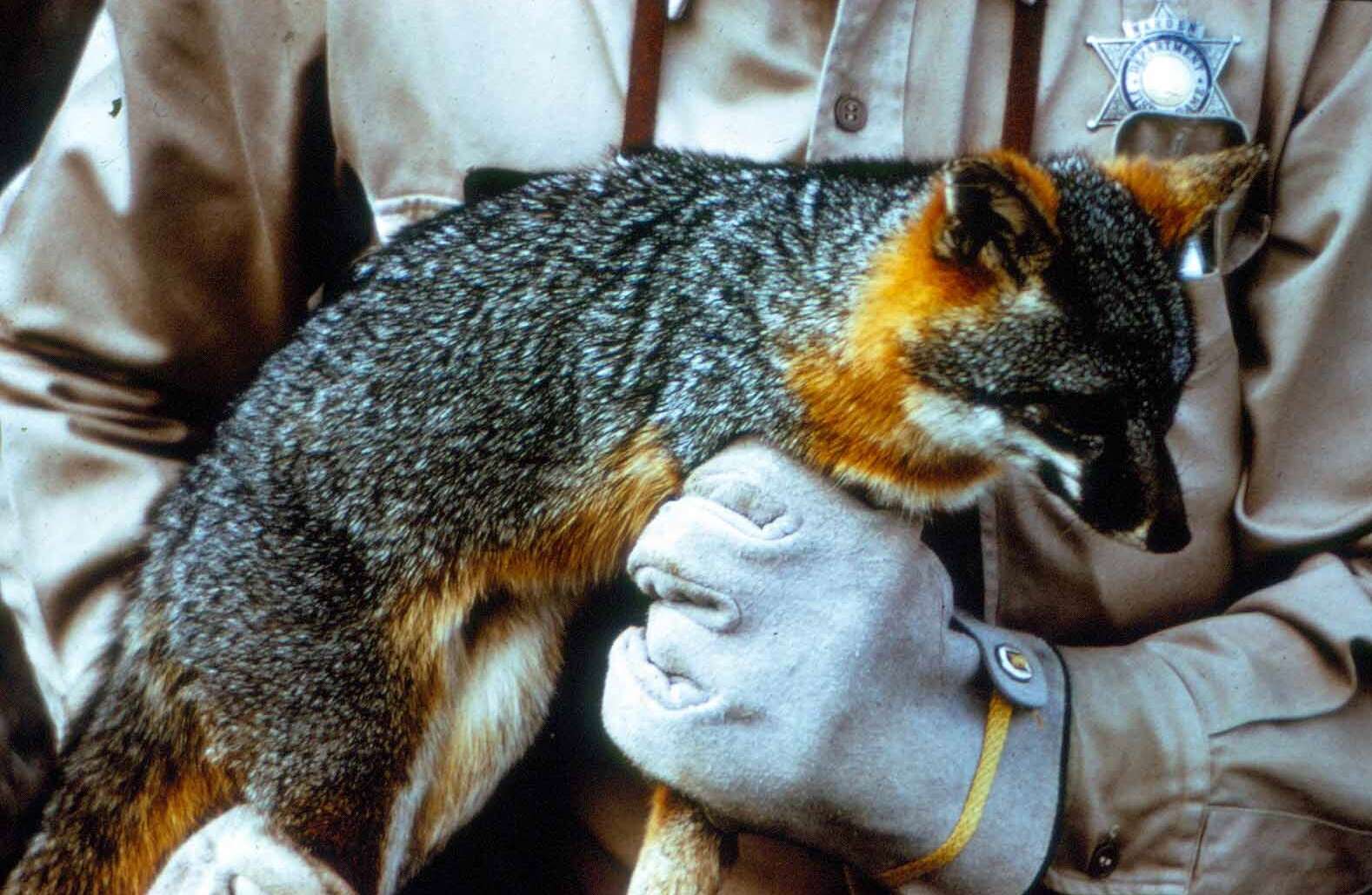 Image of California Channel Island Fox