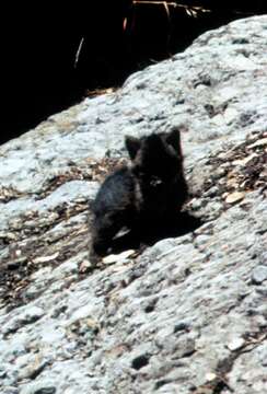 Image of California Channel Island Fox