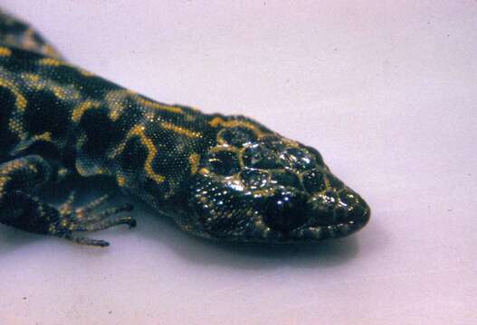 Image of Granite Night Lizard