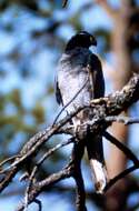 Image of Eurasian Goshawk