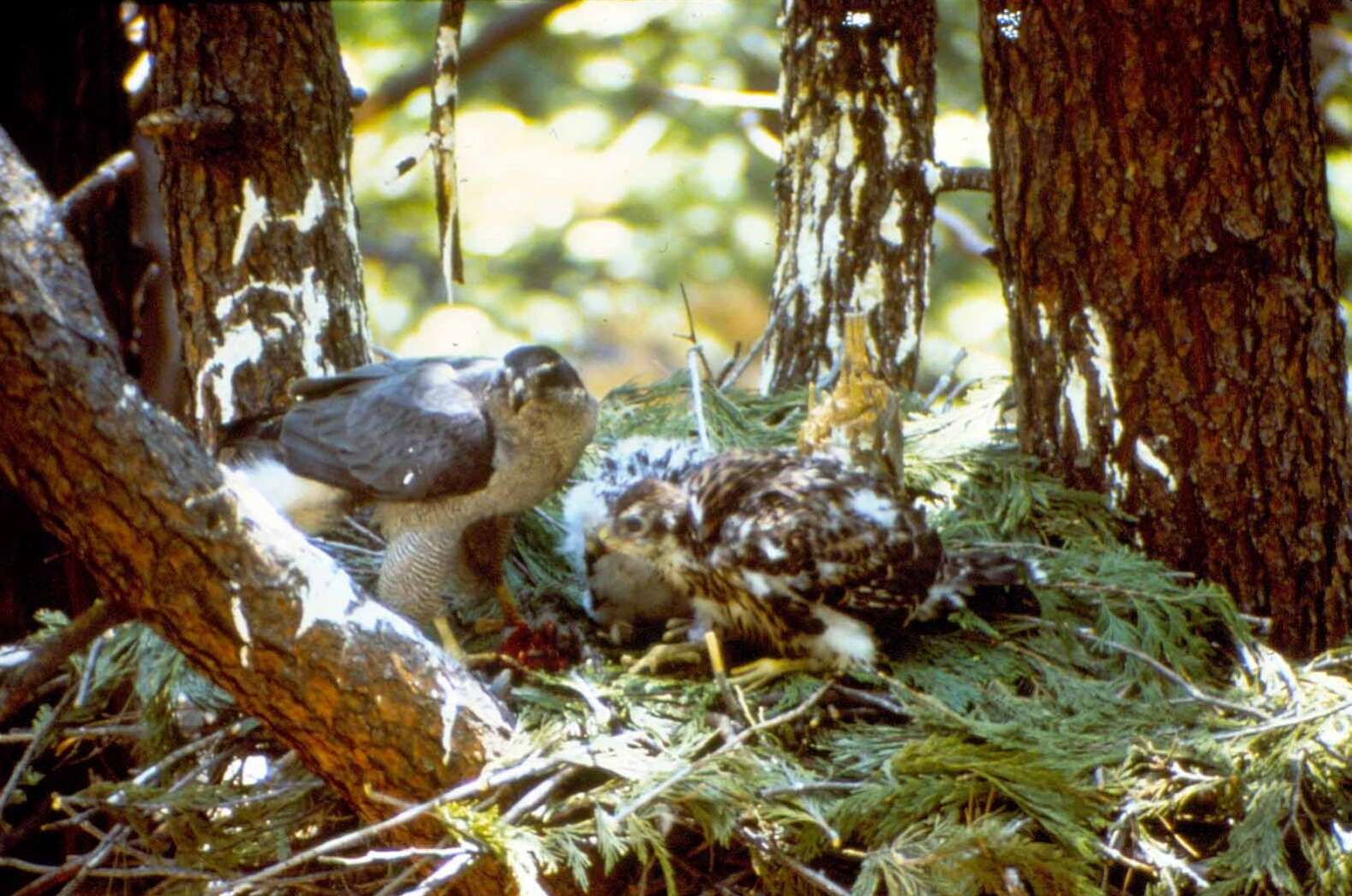 Image of Eurasian Goshawk