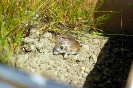 Image of Fresno kangaroo rat