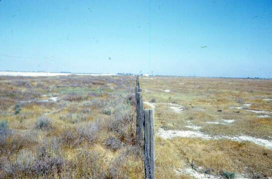 Image of Fresno kangaroo rat