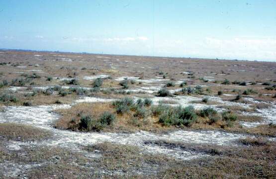 Image of Fresno kangaroo rat