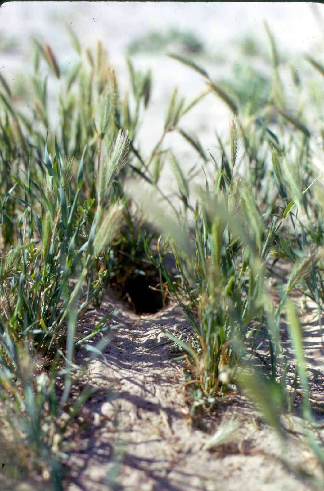 Image of Fresno kangaroo rat